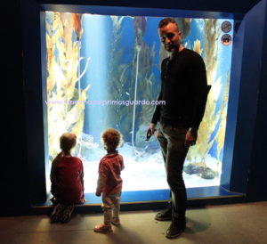ACQUARIO DI CATTOLICA